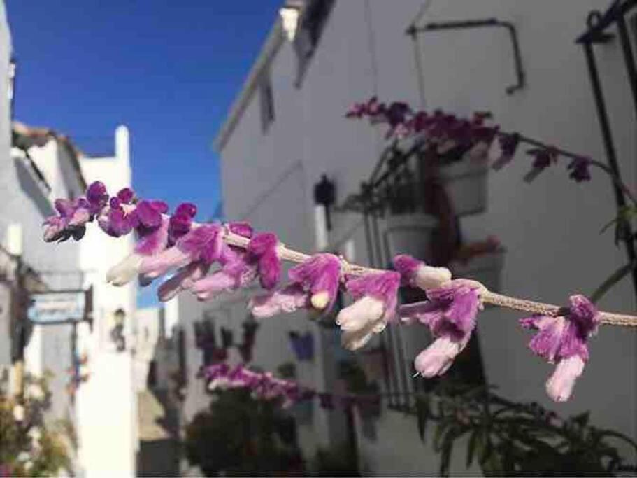 Casa Arena Y Sal En Pleno Casco Antiguo De Vejer * Vejer de la Frontera